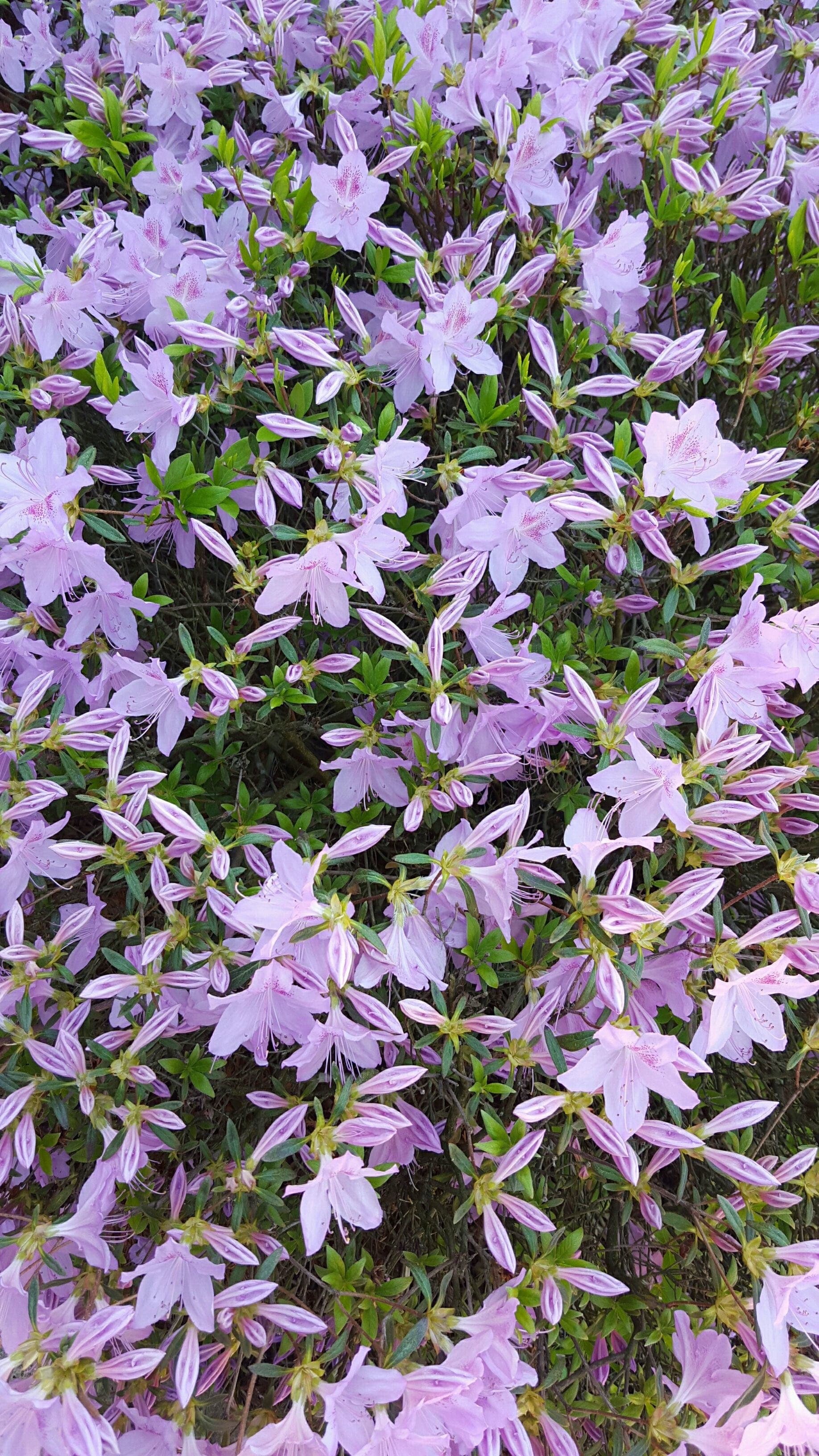 Azaleas